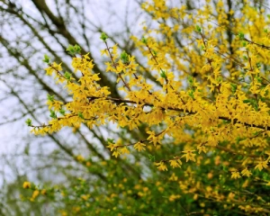 Українців порадували прогнозом на четвер